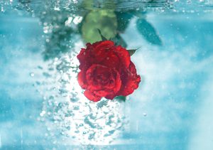 rose submerged in water